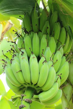 Ağaç doğa ile muz demet