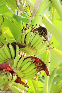 Ağaç doğa ile muz demet