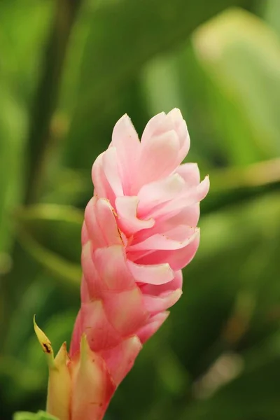 Red ginger or zingiberaceae with the nature — Stock Photo, Image