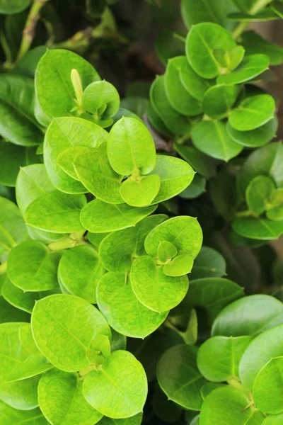 Fondo de la hoja es la belleza en la naturaleza — Foto de Stock