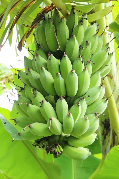Ramo de plátano en el árbol con la naturaleza —  Fotos de Stock