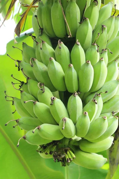 Куча бананов на дереве с природой — стоковое фото