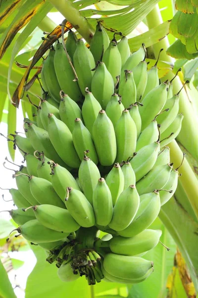 Ağaç doğa ile muz demet