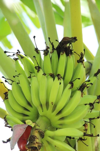 Куча бананов на дереве с природой — стоковое фото