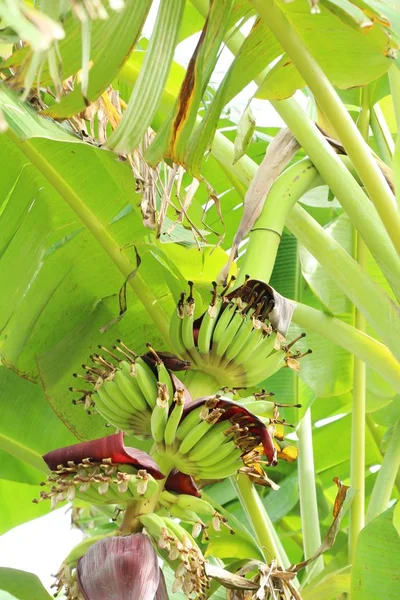 Bunch of banana on tree with nature — Stock Photo, Image