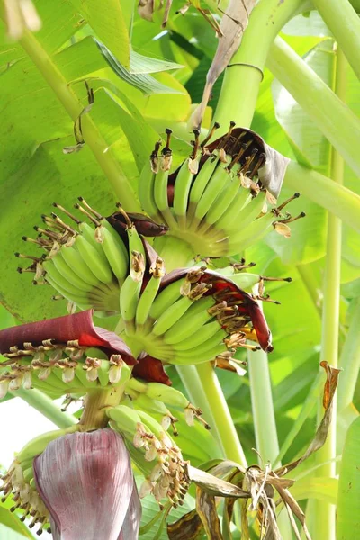 Bananenstrauß auf Baum mit der Natur — Stockfoto