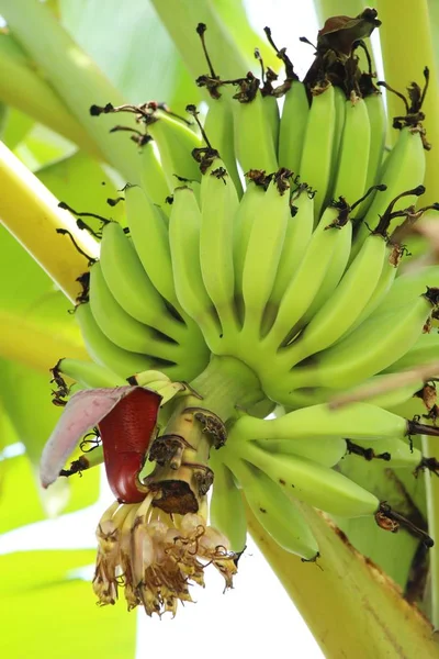 Ramo de plátano en el árbol con la naturaleza — Foto de Stock