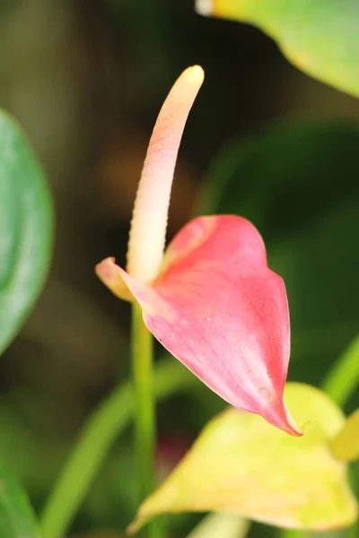 Fiore di fenicottero a bello nella natura — Foto Stock