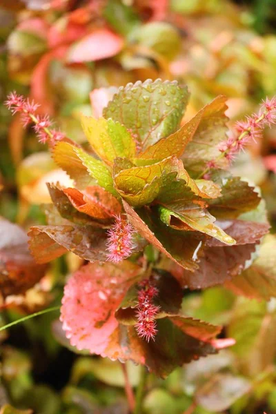 Folhas vermelhas no jardim com a natureza — Fotografia de Stock