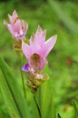 Doğa ile güzel pembe siam laleler