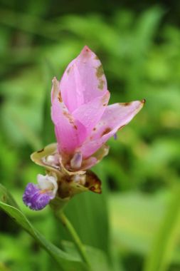 Doğa ile güzel pembe siam laleler