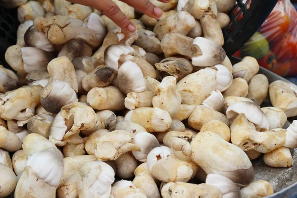 Funghi freschi per cucinare nel mercato — Foto Stock