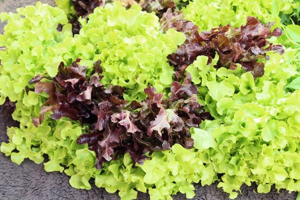 Fresh lettuce for health in the market — Stock Photo, Image