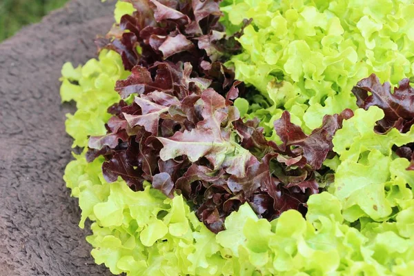 Lechuga fresca para la salud en el mercado —  Fotos de Stock