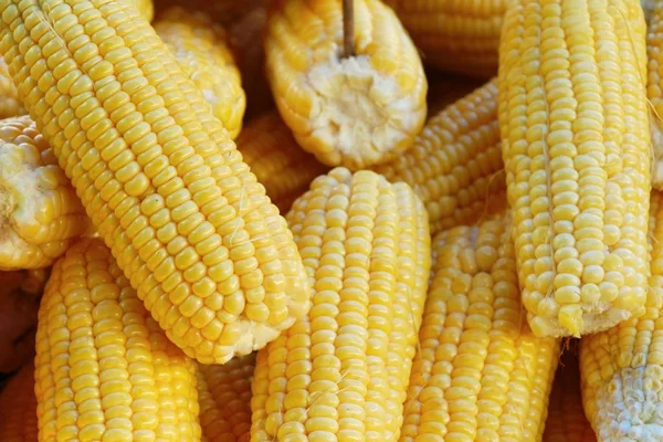 Fresh corn for cooking in the market — Stock Photo, Image