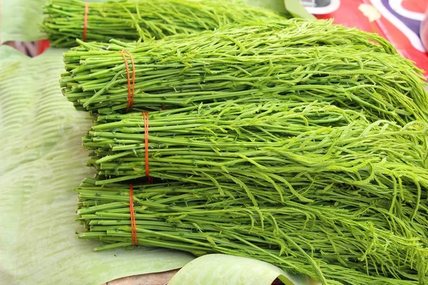 Acacia pennata voor het koken op de markt — Stockfoto