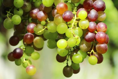 Doğa ile bağ taze üzüm
