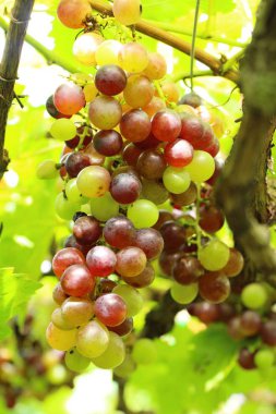 Doğa ile bağ taze üzüm