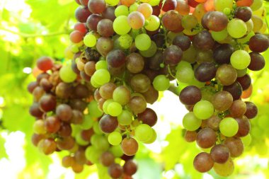 Doğa ile bağ taze üzüm