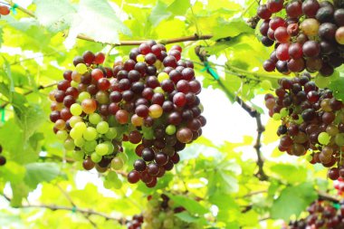 Doğa ile bağ taze üzüm