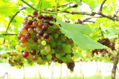 Doğa ile bağ taze üzüm