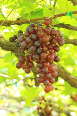 Doğa ile bağ taze üzüm