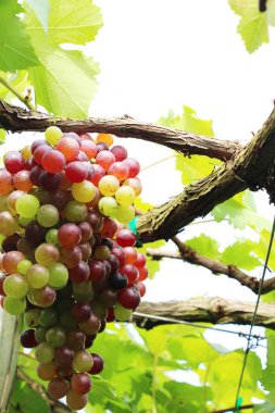Doğa ile bağ taze üzüm