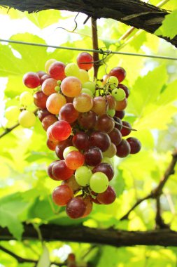 Doğa ile bağ taze üzüm