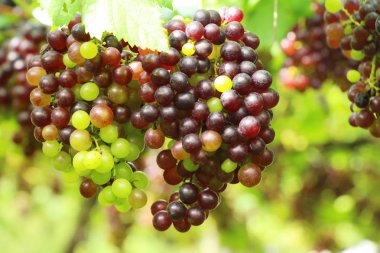 Doğa ile bağ taze üzüm