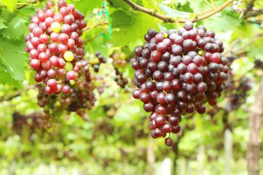 Doğa ile bağ taze üzüm