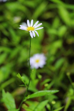 Dailsy güzel çiçek bahçe doğa içinde