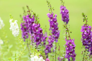 Ada çayı çiçekler güzel Bahçe