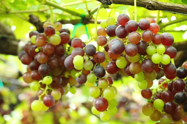 Raisins frais dans le vignoble avec la nature — Photo