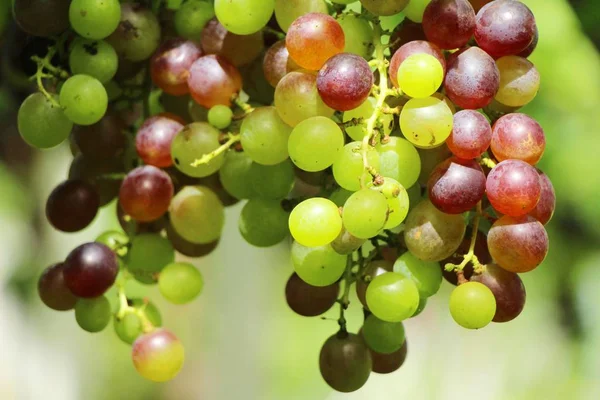 Doğa ile bağ taze üzüm