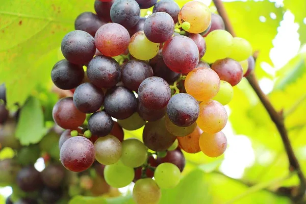 Fresh grapes in the vineyard with nature — Stock Photo, Image