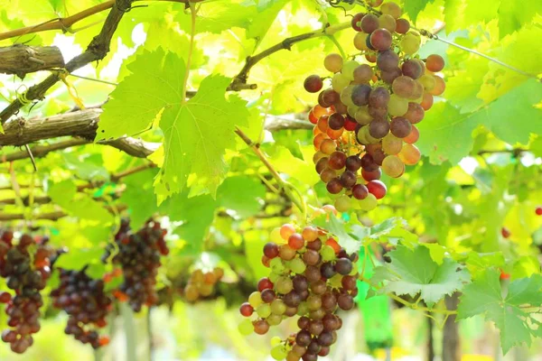 Raisins frais dans le vignoble avec la nature — Photo