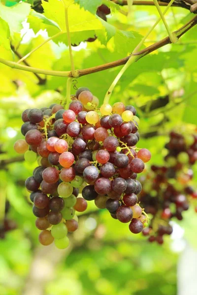 Uvas frescas na vinha com a natureza — Fotografia de Stock