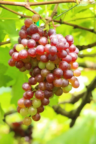 Doğa ile bağ taze üzüm