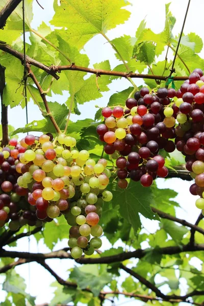 Doğa ile bağ taze üzüm