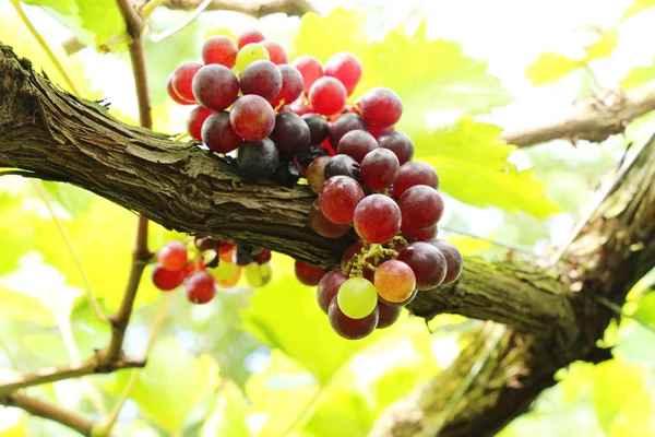 Uve fresche in vigna con la natura — Foto Stock