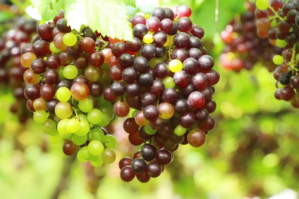 Doğa ile bağ taze üzüm