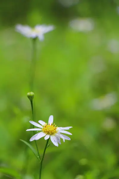 Dailsy 꽃 아름 다운 정원에 자연 — 스톡 사진