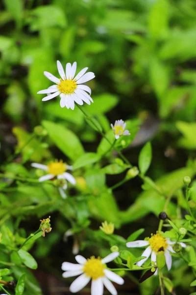 Dailsy flor hermosa en el jardín la naturaleza — Foto de Stock