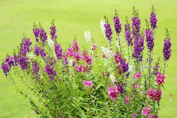 Ada çayı çiçekler güzel Bahçe