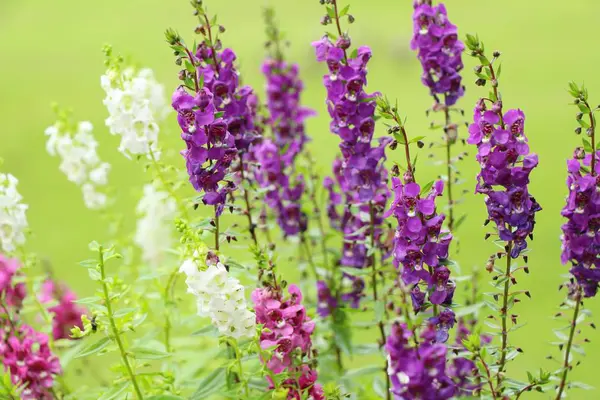 Salvia flowers at beautiful in garden — Stock Photo, Image