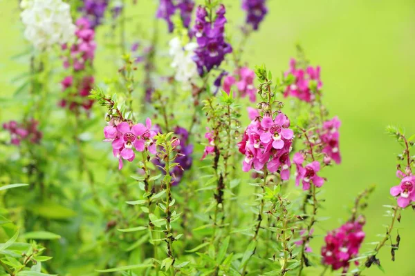 Ada çayı çiçekler güzel Bahçe