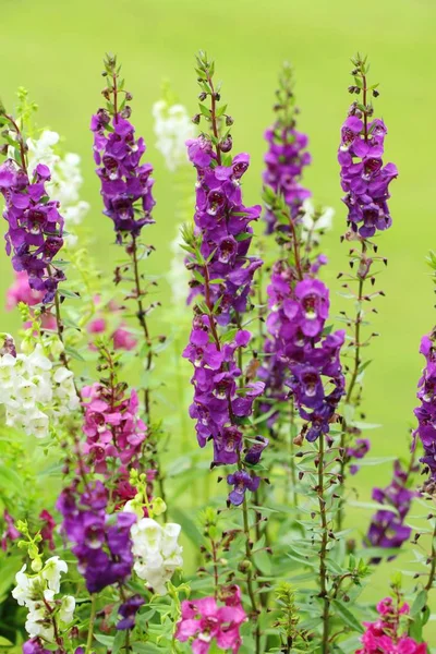 Salvia blommor på vacker i trädgården — Stockfoto