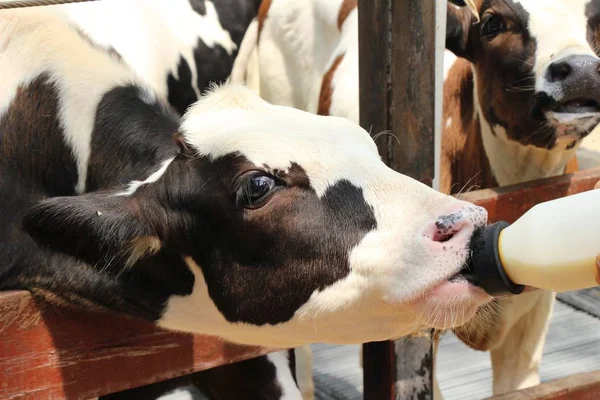 Vacche da latte in azienda con la natura — Foto Stock