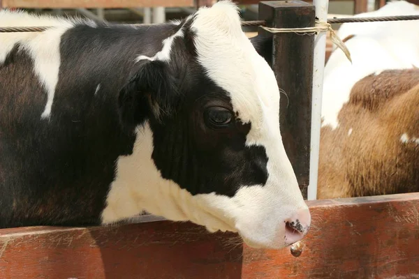 自然と農場の乳牛 — ストック写真
