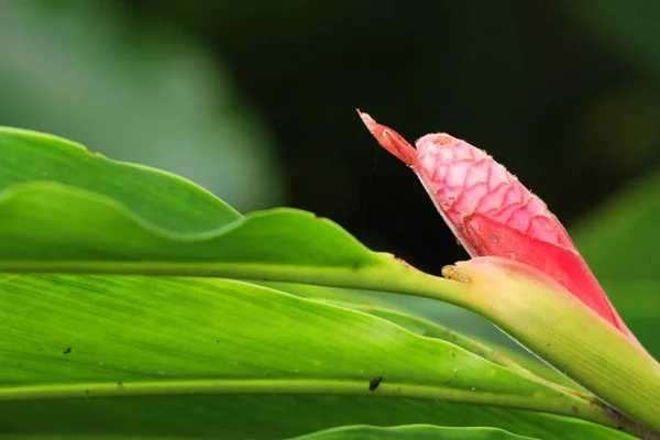 Zenzero rosso o zingiberaceae con la natura — Foto Stock